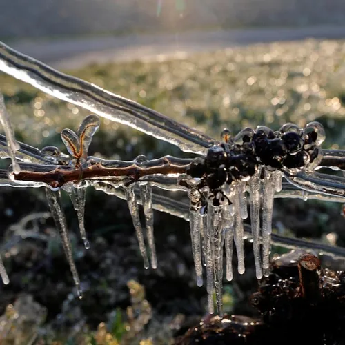 JOURNAL DU JEUDI 8 AVRIL ( MIDI )